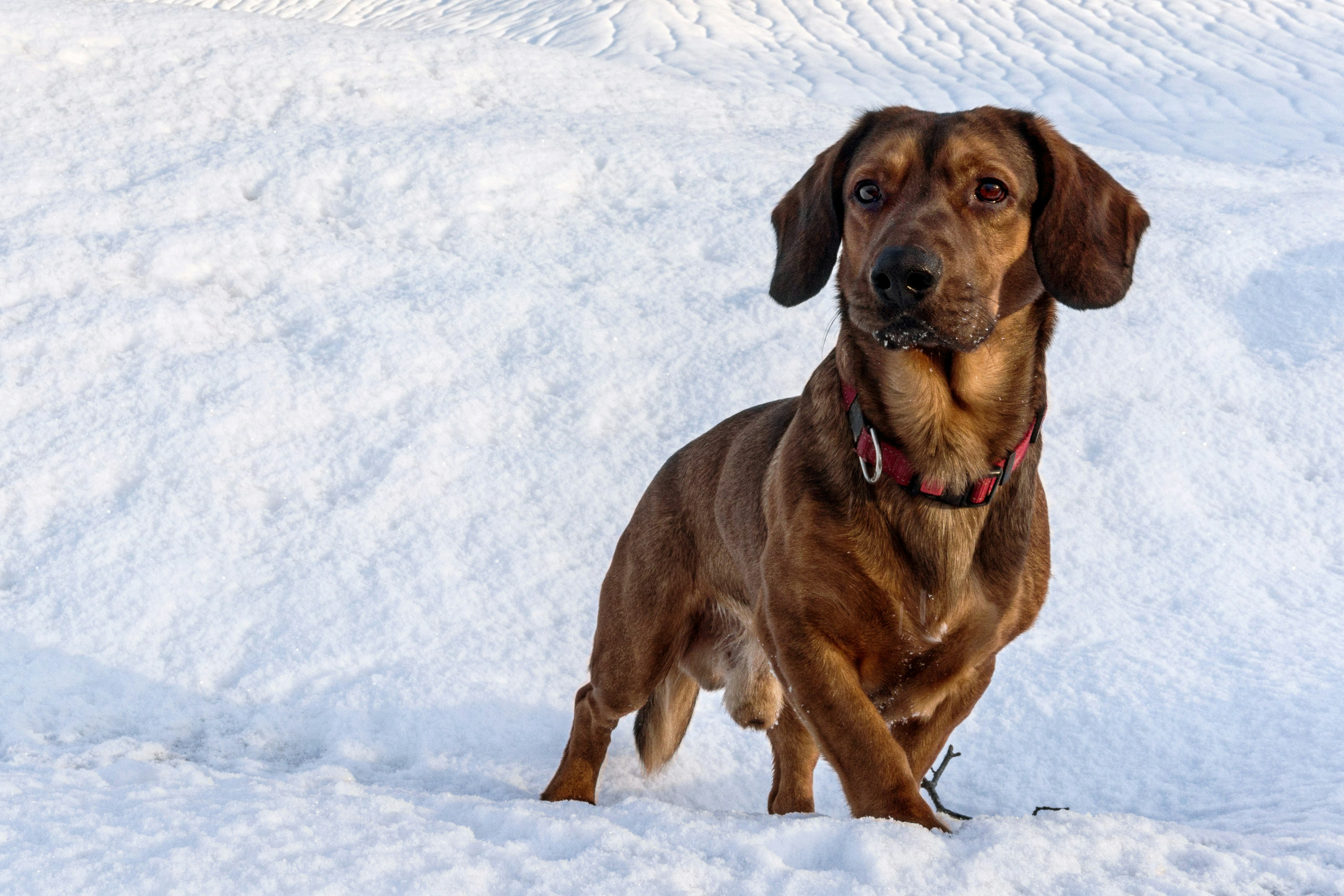 brown short coated dog sitting on snow covered ground during daytime